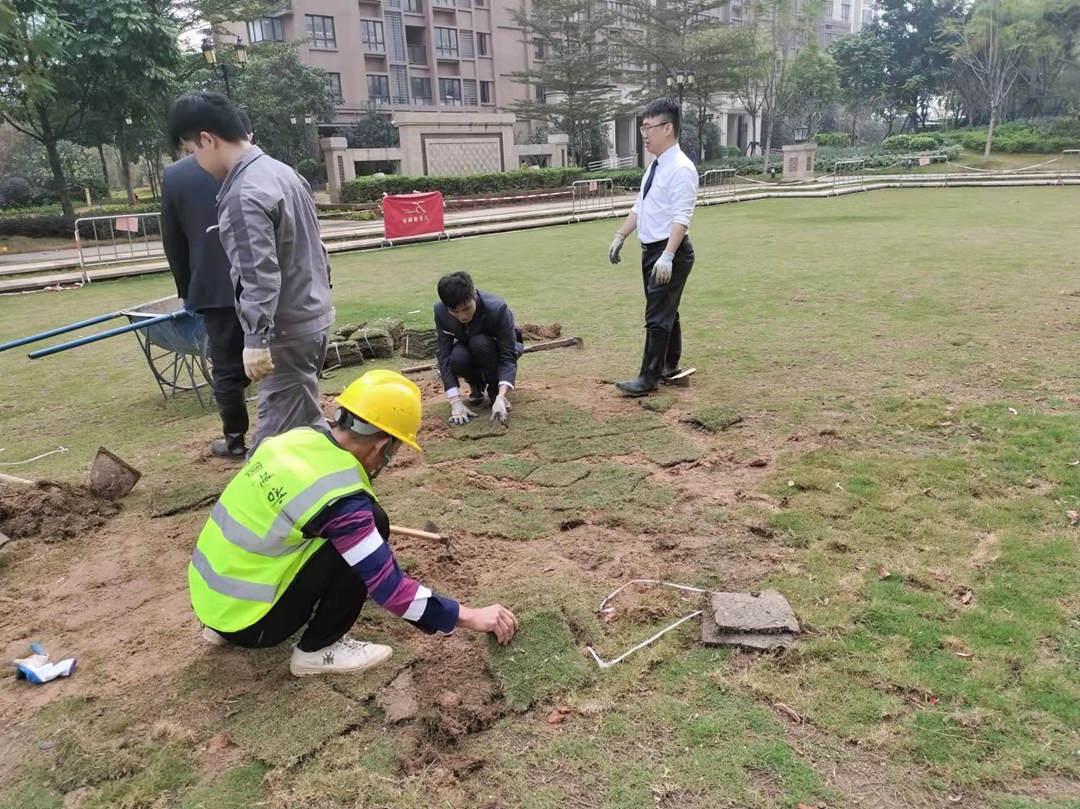 雪域澜庭小区绿化养护草坪补植